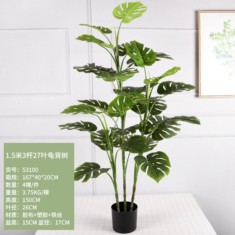 Monstera deliciosa à 3 tiges de 1,5 mètre de haut avec 27 feuilles