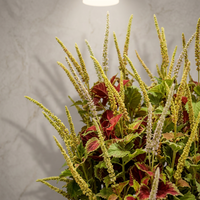 Arrangement de plantes artificielles de luxe en herbe de coleus, centre de table réaliste en feuillage rouge et vert brossé pour une décoration moderne