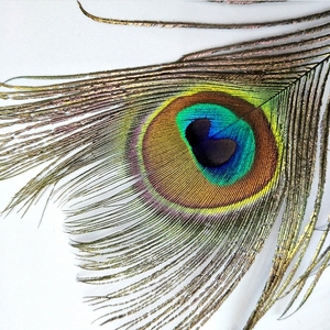 Bán Sỉ Tùy Chỉnh Dài Lông Công Trang Trí Lông Cắt Mềm Lông Công In - Product Image 2