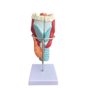 Modèle anatomique 2X agrandi pour la formation médicale, en PVC, représentant le pharynx, le larynx avec les vaisseaux sanguins, la thyroï<span class=keywords><strong>de</strong></span> et le pomme <span class=keywords><strong>de</strong></span> l'œuf d'Adam, pour l'enseignement - Product Image 2