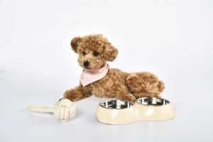 Set di <span class=keywords><strong>9</strong></span> Giocattoli per Cani, Novità, in Gomma e Plastica, con Corda, Accessori Essenziali, Set Regalo per Animali Domestici - Product Image 2