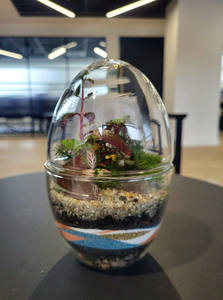 Forma di uovo vaso di vetro trasparente fioriera <span class=keywords><strong>per</strong></span> piante grasse decorazione di fiori di muschio - Product Image 4