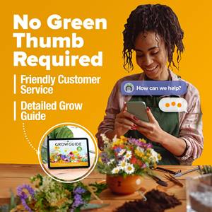 Vente <span class=keywords><strong>en</strong></span> gros de fleurs sauvages vivaces cultivées à domicile pour la plantation <span class=keywords><strong>en</strong></span> vrac - Product Image 6