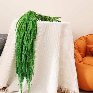 Conservato vera e propria pianta di amaranto essiccata <span class=keywords><strong>5</strong></span> pz fiore appeso conservato Amaranthus Caudatus bouquet di nozze decorazione - Product Image 4
