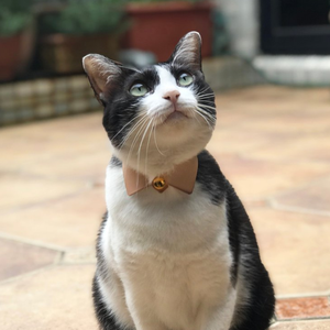 Biểu Tượng Tùy Chỉnh Da Mèo Cổ Áo Trang Trí Kitty Bow Tie Du Lịch Mèo Vòng Cổ Món Quà Vật Nuôi - Product Image 3