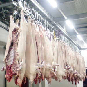 Ligne d'abattage automatique de 300 porcs, équipement de transformation de la viande de porc pour l'équipement de <span class=keywords><strong>boucherie</strong></span> - Product Image 4