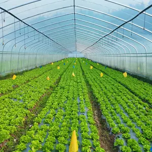 高隧道低成本中国单跨塑料Marco De Invernadero薄膜番茄温室蔬菜种植
