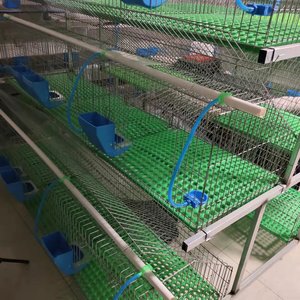 Dễ dàng làm sạch thỏ lồng trong Kenya trang trại với Nhựa Thỏ lồng khay - Product Image 2