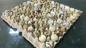 Molde de caja de huevos de última tecnología a buen precio - Product Image 6