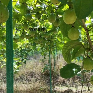 Passion Fruit Support Pole Vegetable Shed Fiberglass Fiber Pole Arch Shed Fiber Tube Fence - Product Image 2