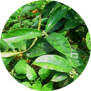 داميانا استخراج ، ورقة شجرة دامِيانَة مسحوق 4:1 ، 10:1 ، 20:1 - Product Image 5