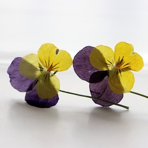 Viola del pensiero con rami fiori secchi in rilievo materiali fai da te cornice di foto epossidica segnalibro pianta esemplare - Product Image 3