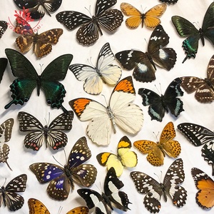 Bướm đẹp thực sự bướm taxidermy Bộ sưu tập khung ảnh sinh học mẫu vật bướm thực sự taxidermy - Product Image 2