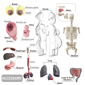 Modelo Anatômico de Gravidez <span class=keywords><strong>4D</strong></span> Transparente, Kit de Estrutura do Corpo Humano, Brinquedos de Montagem Científica para Crianças. - Product Image 5