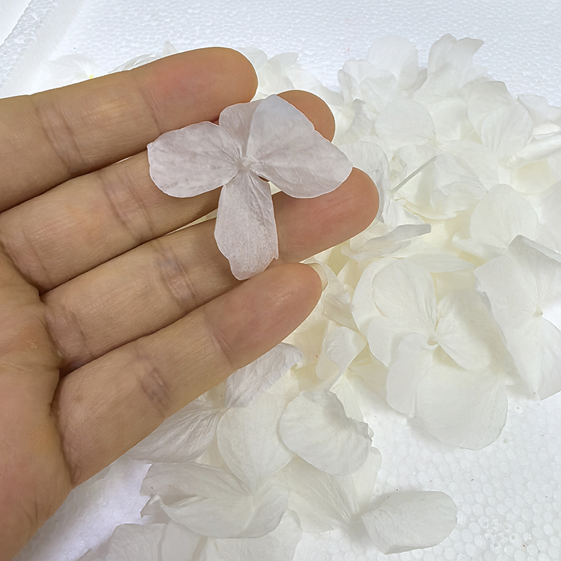 white big leaf hydrangea