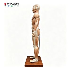 Modelo de Anatomía Muscular de Cuerpo Completo para Entrenamiento de Fisioterapia en Escuelas de Enfermería y Facultades de Medicina - Product Image 6