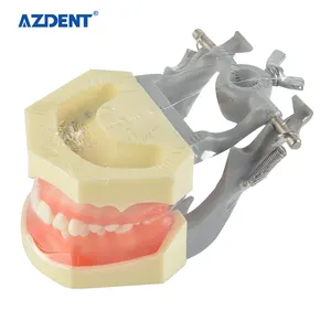 Azdent hot selling competitive price dental teaching model