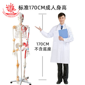Modèle de crâne FRT002, moitié ligaments, moitié muscles peints, points d'origine et d'insertion détachables, squelette humain de 176 cm - Product Image 3