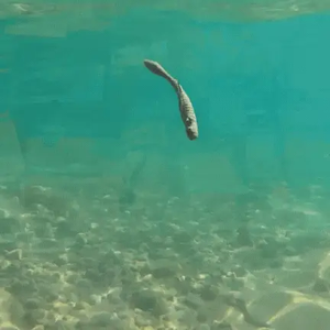 Onkruidloze Hover <span class=keywords><strong>Rig</strong></span> Vissen Lood <span class=keywords><strong>Jig</strong></span> Hoofd - Product Image 6