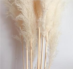 De pampas grass para decoración de <span class=keywords><strong>la</strong></span> boda flores - Product Image 5