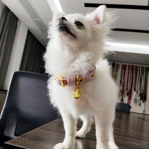 Conjunto de Correa y <span class=keywords><strong>Collar</strong></span> para Perro Personalizado de Moda en Algodón y Lana para Perros - Entrenamiento y Uso en Exteriores - Product Image 2