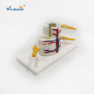 Modèle de moelle épinière et de vertèbres partielles VIC-3308 : Modèle de démonstration pédagogique biologique, Modèle d'anatomie humaine - Product Image 3