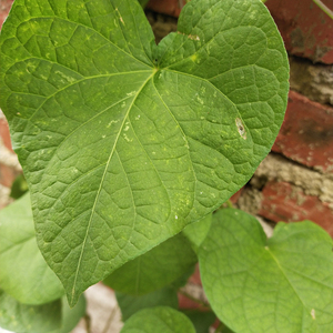 Qian niu hotsale nguyên khô pharbitis hạt giống cho thuốc thảo dược - Product Image 5