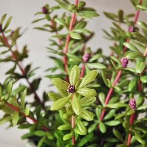Plante artificielle de portulaca de 10,24 pouces en pot, réaliste, fausse portulaca pour la décoration de table à la maison, Saint-Valentin, Noël - Product Image 3