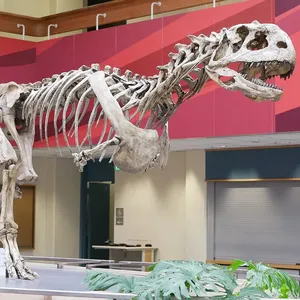 中国自贡制造商仿真霸王龙恐龙骨骼化石模型大尺寸待售