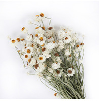 Fabrik-Bestseller Getrocknete Blumen Silbrige Getrocknete Kleine Chrysanthemen für Heim- und Hochzeitsdekoration Weiße Getrocknete Gänseblümchen