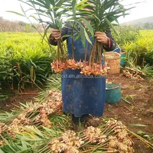 High Quality Mature Air Dried Ginger Fresh Elephant Ginger Wholesale Fresh Ginger Exporters