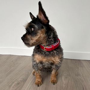 Collier pour chien en cuir véritable classique robuste, collier pour chien en cuir rembourré de couleur unie, colliers pour chien rembourrés 100% cuir - Product Image 5