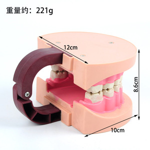 แบบจำลองฟันเด็ก J39052 อุปกรณ์ทดลองวิทยาศาสตร์ระดับประถมศึกษา เครื่องมือชีววิทยาระดับมัธยมศึกษา การสอน - Product Image 1