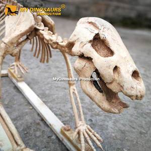 My Dino DS037 Science Education Life Size Fiberglass Animal <strong>Cave</strong> Bear Skeleton Model for Sale - Product Image 5