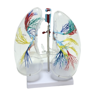 Modèle anatomique avancé et transparent du poumon humain pour la science médicale - Product Image 1