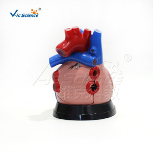 Modèle anatomique cardiaque de taille moyenne VIC-307D, modèle anatomique d'organe humain, modèle viscéral médical détachable - Product Image 3