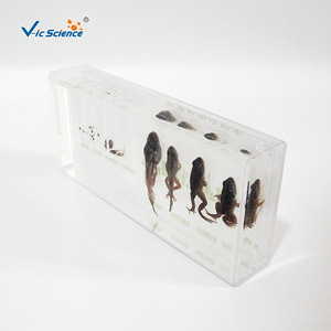 43006 Spécimen préservé de la séquence de développement de la grenouille - Recherche animale - Restauration et entretien des spécimens pour les jeunes et les adultes - Product Image 2