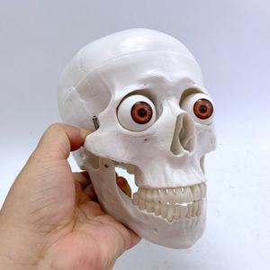 Crâne humain de haute qualité avec tête et globe oculaire - Product Image 5