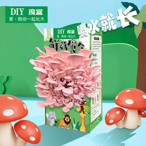 Kit de culture de champignons DIY, boîte de culture de champignons huîtres jaunes de 10 cm, cadeau éducatif pour enfants, activité de plantation - Product Image 3