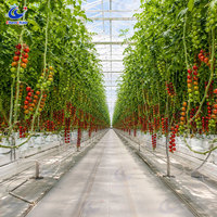 Gouttière de culture de tomates en acier pré-enduit avec système de drainage rotatif OEM/ODM pour serre
