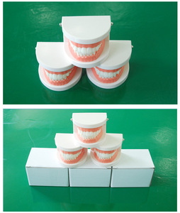Modelo de diente dental para enseñanza de ciencia médica, modelo de dientes para niños, práctica de cepillado dental y oral - Product Image 5