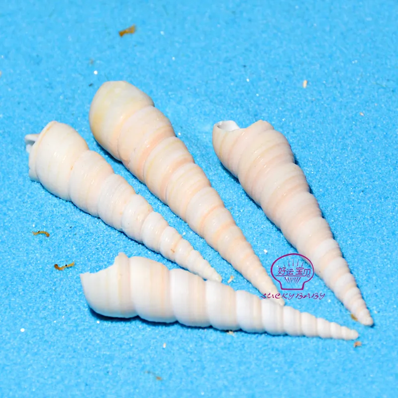 天然巻き貝貝殻5cm工芸品ターリテラ貝殻