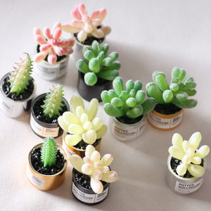 Modèle miniature <span class=keywords><strong>de</strong></span> plante succulente <span class=keywords><strong>en</strong></span> métal pour <span class=keywords><strong>maison</strong></span> <span class=keywords><strong>de</strong></span> poupée, matériau artisanal Ob11 GSC - Product Image 4