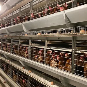 Conception d'équipement agricole Cages à poulets en couches Poules pondeuses Cage de ferme avicole