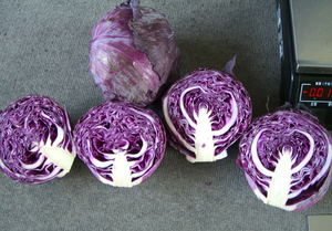 Chou Biologique Frais Certifié HACCP Disponible Toute l'Année Prix <span class=keywords><strong>Grossiste</strong></span> - Product Image 4