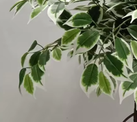 Pohon Ficus Bonsai Palsu 120cm Daun Hijau Putih Selalu Hijau Natal Paskah Rumah Kantor Ruang Tamu Ramah Lingkungan Dalam Ruangan
