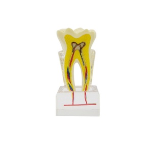 Modelo Dental Multifuncional de 6 Molares con Nervio Anatómico para Demostración Educativa para Dentistas, Producto Multifuncional para la Higiene Bucal - Product Image 1