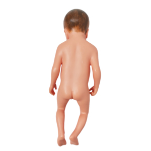 Simulateur de formation de compétences en soins infirmiers poupées d'enseignement médical Silicone nouveau-né bébé modèle avec organes internes cordon ombilical Placenta - Product Image 6