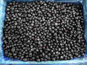 Quả Việt Quất đông lạnh được chứng nhận sản phẩm trái cây tươi nhà sản xuất trái cây đông lạnh BRC HACCP chứng nhận iqf - Product Image 3