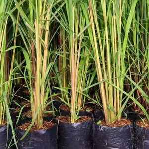 Sacs <span class=keywords><strong>de</strong></span> plantation <span class=keywords><strong>en</strong></span> polyéthylène noir et blanc, sacs <span class=keywords><strong>de</strong></span> plantation <span class=keywords><strong>en</strong></span> plastique pour plantes <span class=keywords><strong>en</strong></span> <span class=keywords><strong>pot</strong></span>, sacs <span class=keywords><strong>de</strong></span> pépinière - Product Image 4